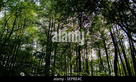 Niedriger Blickwinkel mit Blick auf das dichte grüne Baldachin des Darßwaldes auf der Halbinsel Darss, Deutschland. Stockfoto