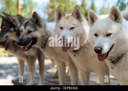 Drei Huskyhunde stehen draußen an einem hellen Tag zusammen mit einem weißen Hund im Vordergrund und zwei dunkleren Hunden dahinter, die Gesichter und offene Münder zeigen Stockfoto