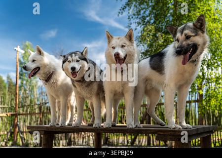Vier flauschige Husky-Hunde stehen Seite an Seite auf einer verwitterten Holzplattform in einer sonnigen Umgebung im Freien, mit blauem Himmel, grünen Bäumen und einem rustikalen Zaun Stockfoto