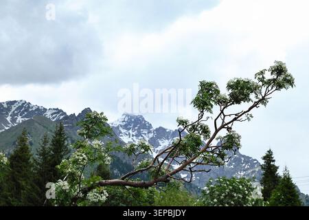 Eine horizontale Aufnahme eines blühenden rowan- oder wilden Strauchzweigs mit kleinen weißen Blüten im Vordergrund, mit majestätischen schneebedeckten felsigen Berggipfeln und gr Stockfoto