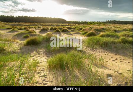Marramgras in den weitläufigen Sanddünen des Tentsmuir National Nature Reserve, Fife, Schottland Stockfoto