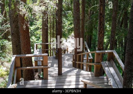 Die Holztreppe schlängelt sich durch einen dichten immergrünen Wald mit Geländern, verwitterten Dielen und Sonnenlicht zwischen hohen Baumstämmen Stockfoto