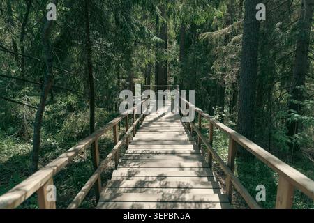 Eine hölzerne Fußgängerbrücke führt durch dichten immergrünen Wald mit hohen Bäumen, belaubtem Unterholz und sanftem Sonnenlicht, der Schatten über Dielen schafft Stockfoto