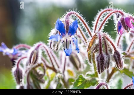 Nahaufnahme von blauen und violetten Borretschblüten, bedeckt mit feinen Tautropfen und verschwommenen Haaren, vor einem sanft verschwommenen grünen Gartenhintergrund. Die Spitze Stockfoto
