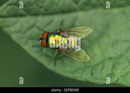 Nahaufnahme einer metallischen grünen Flaschenfliege, die auf der Oberfläche eines strukturierten grünen Blattes thront. Das Insekt zeigt einen schillernden goldgrünen Thorax und einen Stockfoto