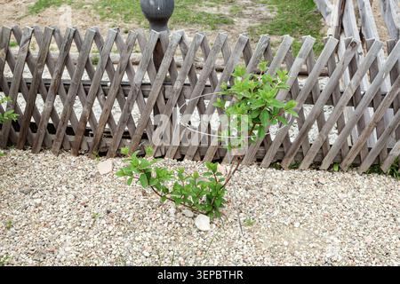 Die Vermehrung der Paniculathortensie. Metallische Pflanzenstütze. Kleiner grüner Sträucher in hellem Kiesbett mit einem Drahtpfahl, hinter einem verwitterten grauen Holzzaun Stockfoto