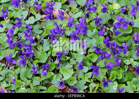 Süße Violette (Viola odorata) Blumen Norfolk März 2026 Stockfoto