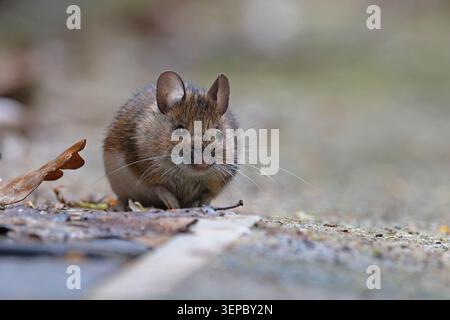 Holzmaus (Apodemus sylvaticus) Norwich März 2026 Stockfoto