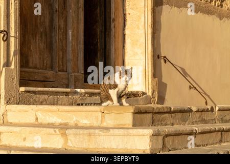 Eine Tabbykatze sitzt auf alten Steintreppen in der Nähe einer Holztür, in warmes Nachmittagssonnenlicht getaucht mit einer strukturierten Wand und einem Geländer in der Nähe. Stockfoto