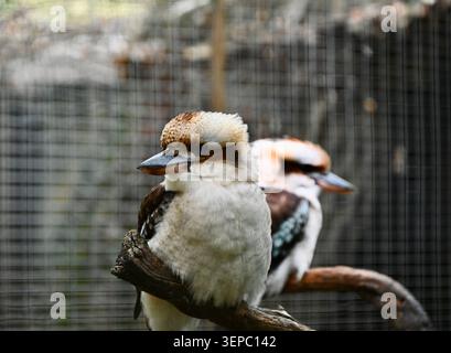 Ein wunderschöner horizontaler mittlerer Schuss von zwei lachenden Kookaburras (Dacelo novaeguineae), die zusammen auf einem rustikalen Holzzweig thront. Der Vordergrundvogel Stockfoto