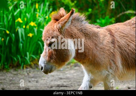 Ein wunderschönes horizontales Nahporträt eines flauschigen braunen Esels (Equus asinus), aufgenommen im Profil vor einem lebendigen natürlichen Hintergrund. Der sanfte Stockfoto