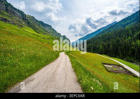 Panorama-Sommerlandschaft bei Pfelders in Südtirol, Italien. Eine schmale kurvenreiche Straße führt durch hellgrüne Almwiesen voller Wildblumen Stockfoto