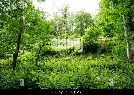 Üppig grüne Wälder im Lake District, Cumbria, mit dichtem Unterholz, Farnen und Laubbäumen im Sommerlaub Stockfoto