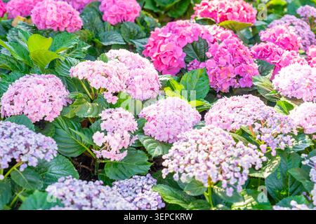 Blühende Sorte bigleaf-Hortensie, Hydrangea macrophylla. Stockfoto