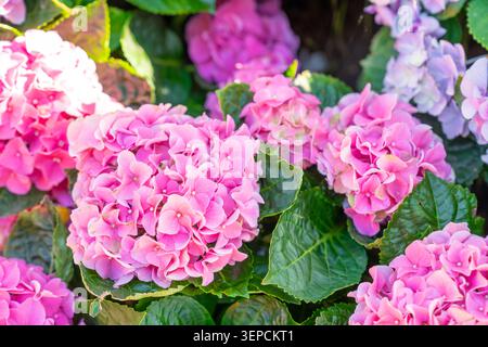 Blühende Sorte bigleaf-Hortensie, Hydrangea macrophylla. Stockfoto
