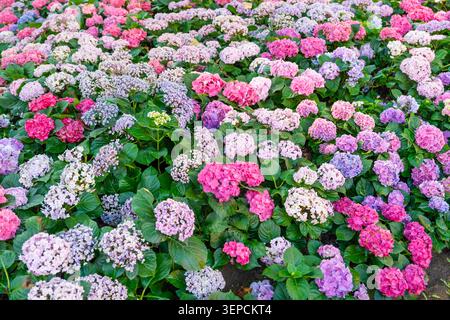Blühende Sorte bigleaf-Hortensie, Hydrangea macrophylla. Stockfoto
