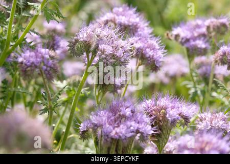 Lilafarbenes Phacelia tanacetifolia, auch bekannt als blaues tansy oder fiddleneck in der Blüte. Stockfoto