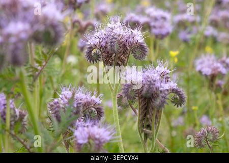 Lilafarbenes Phacelia tanacetifolia, auch bekannt als blaues tansy oder fiddleneck in der Blüte. Stockfoto