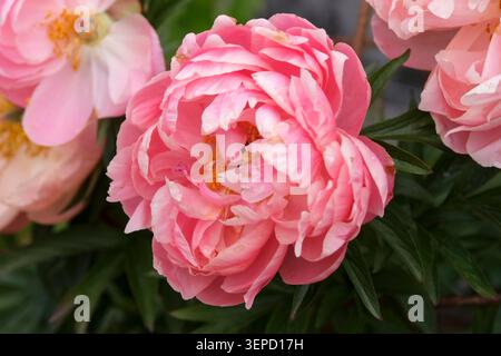 Rosa Paeonia, Pfingstrose „Korallenanhänger“ in Blüte. Stockfoto