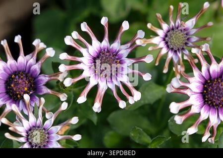 Weißes und violettes Osteospermum, African Daisy, „Sunny Philip“ in Blüte. Stockfoto