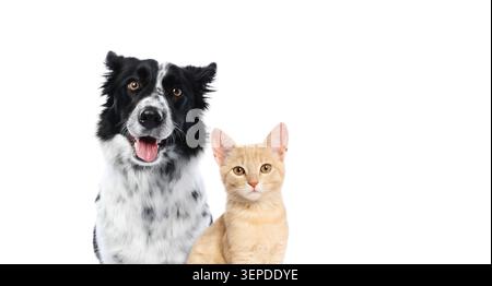 Entzückende Katze und Hund isoliert auf weiß Stockfoto