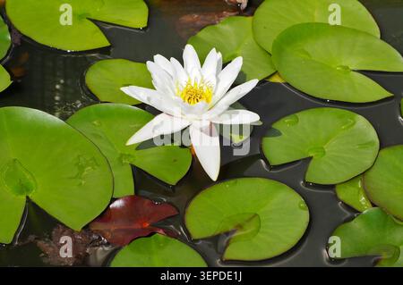 Nymphaea Alba, auch bekannt als White Water Lily, in einem Teich an einem Hochsommertag. Stockfoto