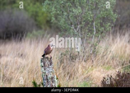 Ein eurasischer jay (Garrulus glandarius) thront wachsam auf einem verwitterten, mit Flechten bedeckten Holzpfosten, der in rauem Grasland mit Birken dahinter steht. Foto Stockfoto