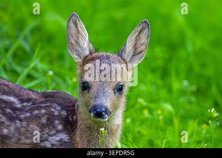 Europäischer Reh (Capreolus capreolus), niedliches verletzliches Rehkitz, versteckt in langem Gras auf Wiese/Gras im Frühjahr Stockfoto