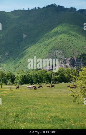 Weite ländliche Landschaft mit Vieh, die auf einer üppigen Graswiese unter steilen grünen Bergen weiden, mit Bäumen, Versorgungsmasten und hellem natürlichem Tageslicht Stockfoto