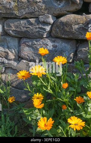 Helle Ringelblumen blühen vor einer verwitterten Steinmauer und schaffen eine bunte Gartenszene mit satten Texturen, natürlichem Licht und ornamentalem Blumenmotiv Stockfoto