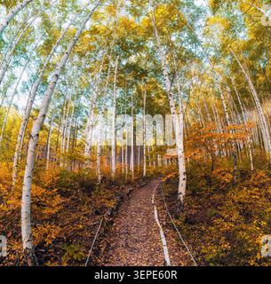 Panoramablick auf den Vogelwald-Pfad, gesäumt von weißer Rinde und leuchtendem orange-gelbem Laub während der Herbstsaison Stockfoto