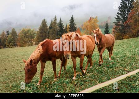 Gruppe von Kastanienpferden, die auf einer üppigen grünen Weide weiden, umgeben von bunten Herbstbäumen und nebeligen Bergen, in einer ruhigen ländlichen Landschaft weiden und spazieren Stockfoto