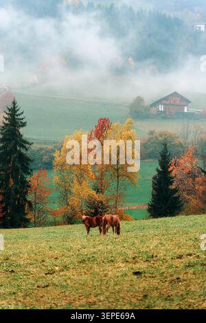 Zwei Kastanienpferde weiden auf üppig grüner Weide, umgeben von bunten Herbstbäumen und nebeligen Chalet-Bergen in ruhiger ländlicher Atmosphäre Stockfoto
