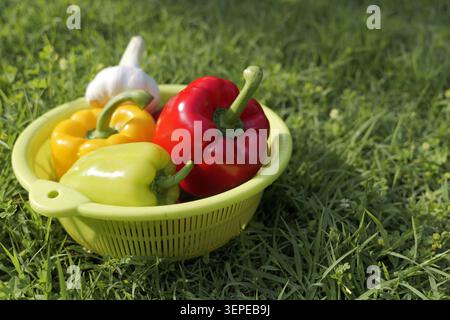 Frisch gepflückte rote, gelbe und grüne Paprika mit einem Knoblauchkopf, der in einem lindgrünen Sieb auf lebendigem grünem Gras liegt, symbolisiert gesund Stockfoto