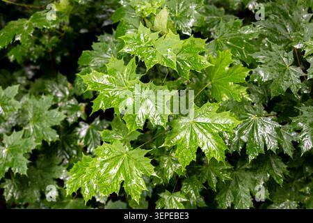 Mehrere nasse Ahornblätter sind in der Nähe mit sichtbaren Lappen, spitzen Kanten und Wassertropfen auf der Oberfläche zu sehen. Das dichte grüne Laub Stockfoto