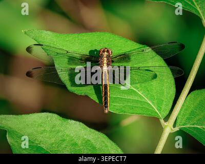 Eine Libelle mit gemusterten braunen und gelben Markierungen liegt flach auf einem leuchtend grünen Blatt, das aus einer Top-down-Perspektive bei hellem Sonnenlicht aufgenommen wurde Stockfoto