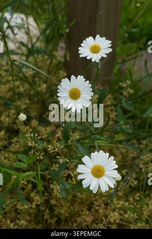 Wilde Daisies, Die Im Grünen Laub Im Freien Wachsen Stockfoto