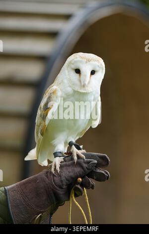 Scheuneneule sitzt draußen auf Falconer’s Handschuh Stockfoto