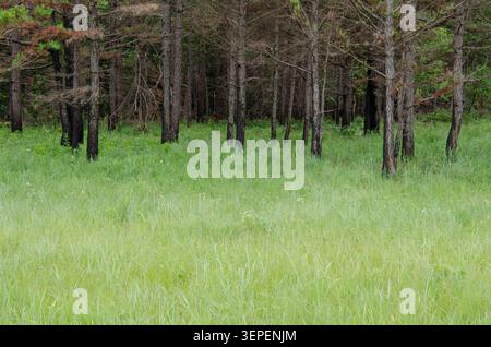 Kurvenkiefer, Pinus echinata, nach Feuer verbrannte Stämme Stockfoto