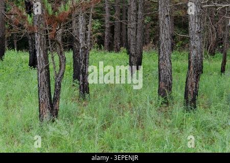 Kurvenkiefer, Pinus echinata, nach Feuer verbrannte Stämme Stockfoto