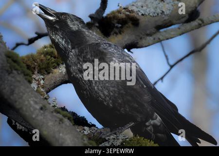Ein Vogel sitzt auf einem Ast und singt laut. Stockfoto