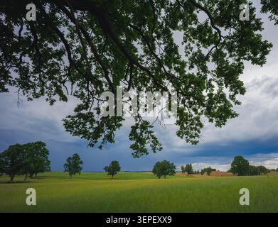 Landschaft mit Eichenbäumen und sich schnell bewegenden Cumulus-Wolken. Litauen, Sturmsaison. Stockfoto