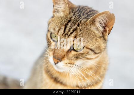 Horizontales Nahporträt einer streunenden Tabbykatze mit grünen Augen, die wegschauen. Straßentier in Istanbul, detaillierte Katzenmerkmale und Business Background Stockfoto