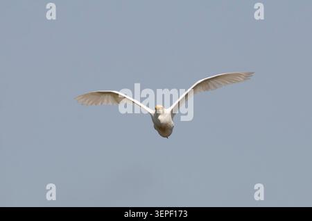 Kuhreiher, Bubulcus Ibis im Flug Stockfoto