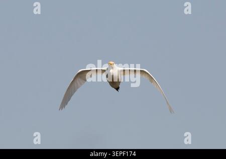 Kuhreiher, Bubulcus Ibis im Flug Stockfoto