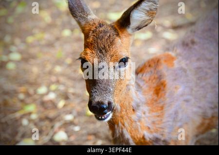 Ein detailliertes Nahporträt eines wilden europäischen Rehs (Capreolus capreolus) in seinem natürlichen Waldhabitat. Das Tier blickt mit einem wachsamen und neugierigen Ausdruck direkt in das Kameraobjektiv. Die dunklen Augen, die schwarze Nase und der leicht geteilte Mund mit den unteren Zähnen werden scharf erfasst. Das braune und rötliche Fell zeigt eine natürliche Textur mit einigen Schimmelflecken. Der Hintergrund besteht aus einer weichen, verschwommenen natürlichen Umgebung mit herabfallenden Herbstblättern und Boden, die eine geringe Tiefe des Feldes erzeugt, die die Gesichtszüge des Hirsches betont. Stockfoto