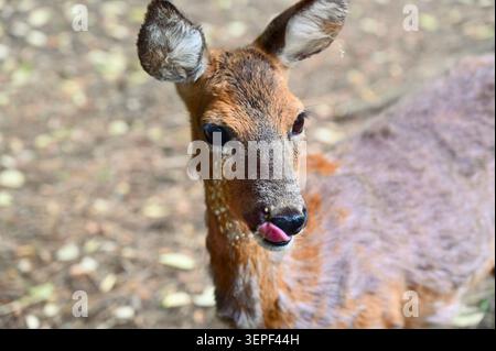 Ein offenes verhaltensnahes Porträt eines wilden europäischen Rehs (Capreolus capreolus) im Wald. Das Hirsch wird leicht zur Seite gedreht, hält aber Augenkontakt mit der Kamera, während es seine rosa Zunge herauszieht, um seinen schwarzen Fang zu lecken. Wasser- oder Speicheltropfen sind auf dem Fell um den Mund sichtbar. Der Schuss fängt einen lustigen und authentischen Moment des Tierverhaltens in der Wildnis ein. Der weiche Hintergrund des natürlichen Lebensraums isoliert die scharfen Details des Hirschkopfes, der wachsamen Ohren und des strukturierten Pelzfells. Stockfoto