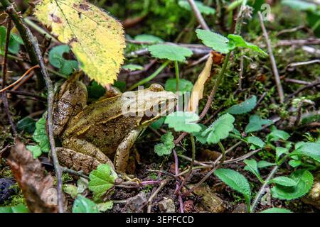 Gemeiner Frosch, getarnt zwischen Moos, Laubstreu und Waldpflanzen auf einem englischen Waldboden. Stockfoto