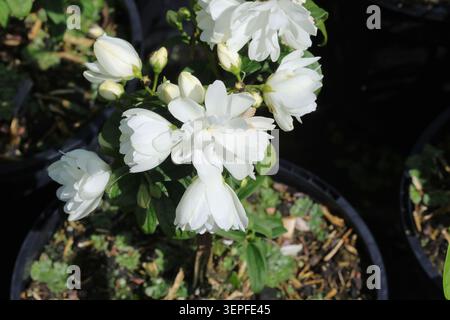 Philadelphus 'Snowbelle'. Nahaufnahme eines Büschels weißer mockorangenblüten im Frühsommer. Stockfoto