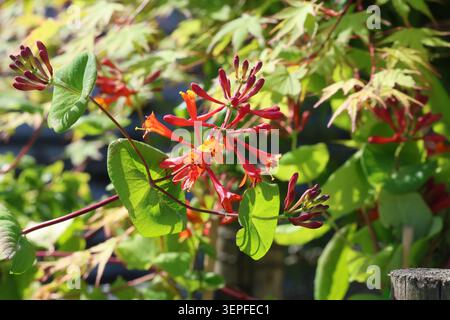 Lonicera × brownii 'Dropmore Scarlet'. Nahaufnahme eines endständigen Büschels trompetenförmiger scharlachroter Geißblattblüten im Sommer. Stockfoto
